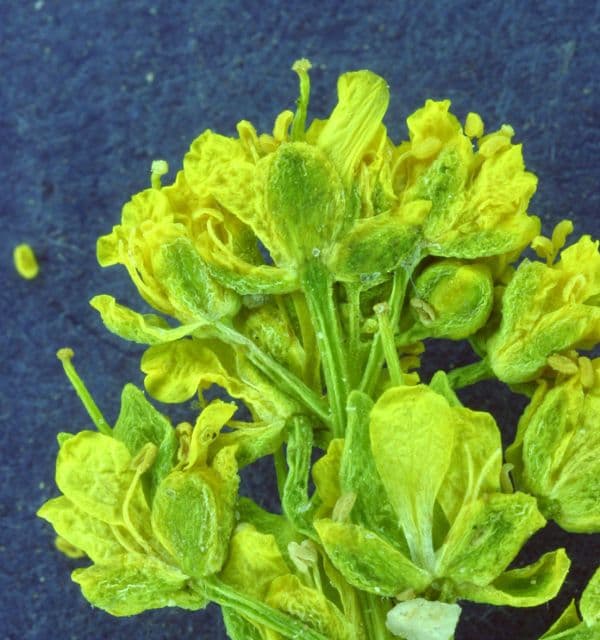 Lepidio giallo 3