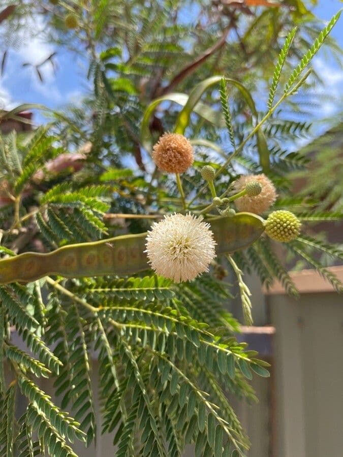Leucaena 8