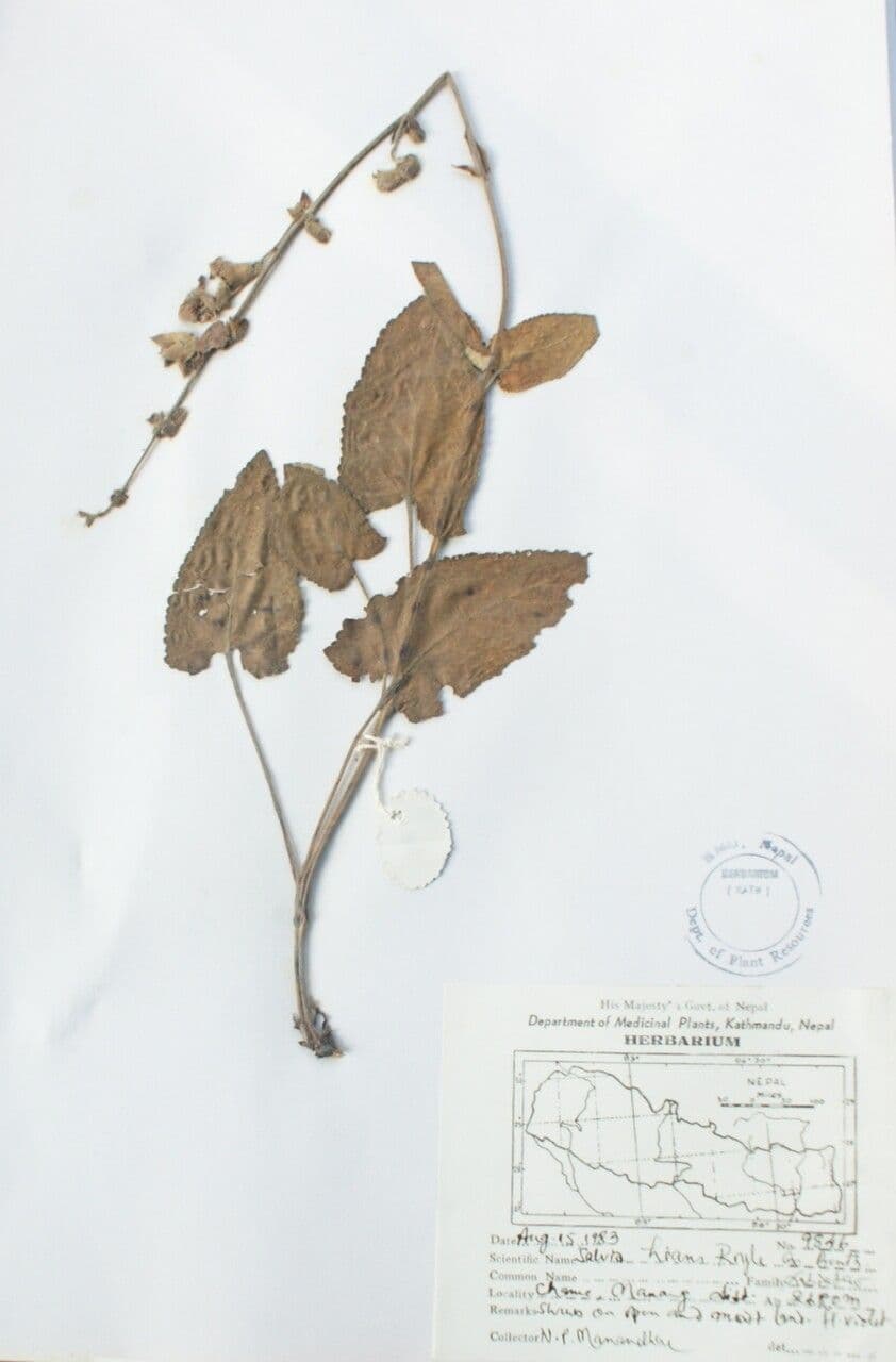 Salvia 9