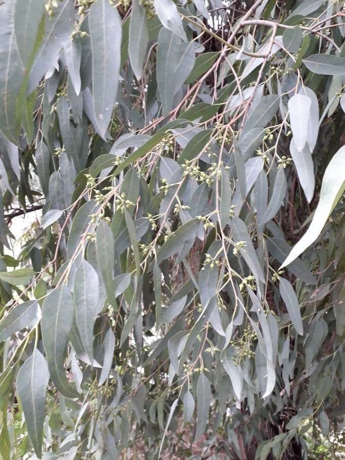 Blauer Eukalyptus 19