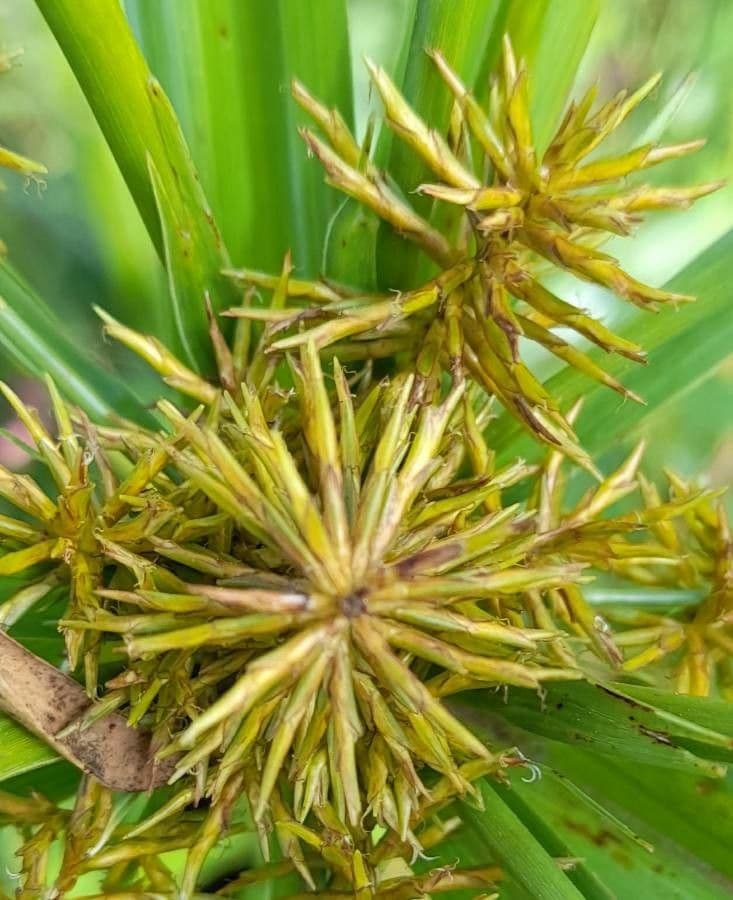 Zigolo odoroso