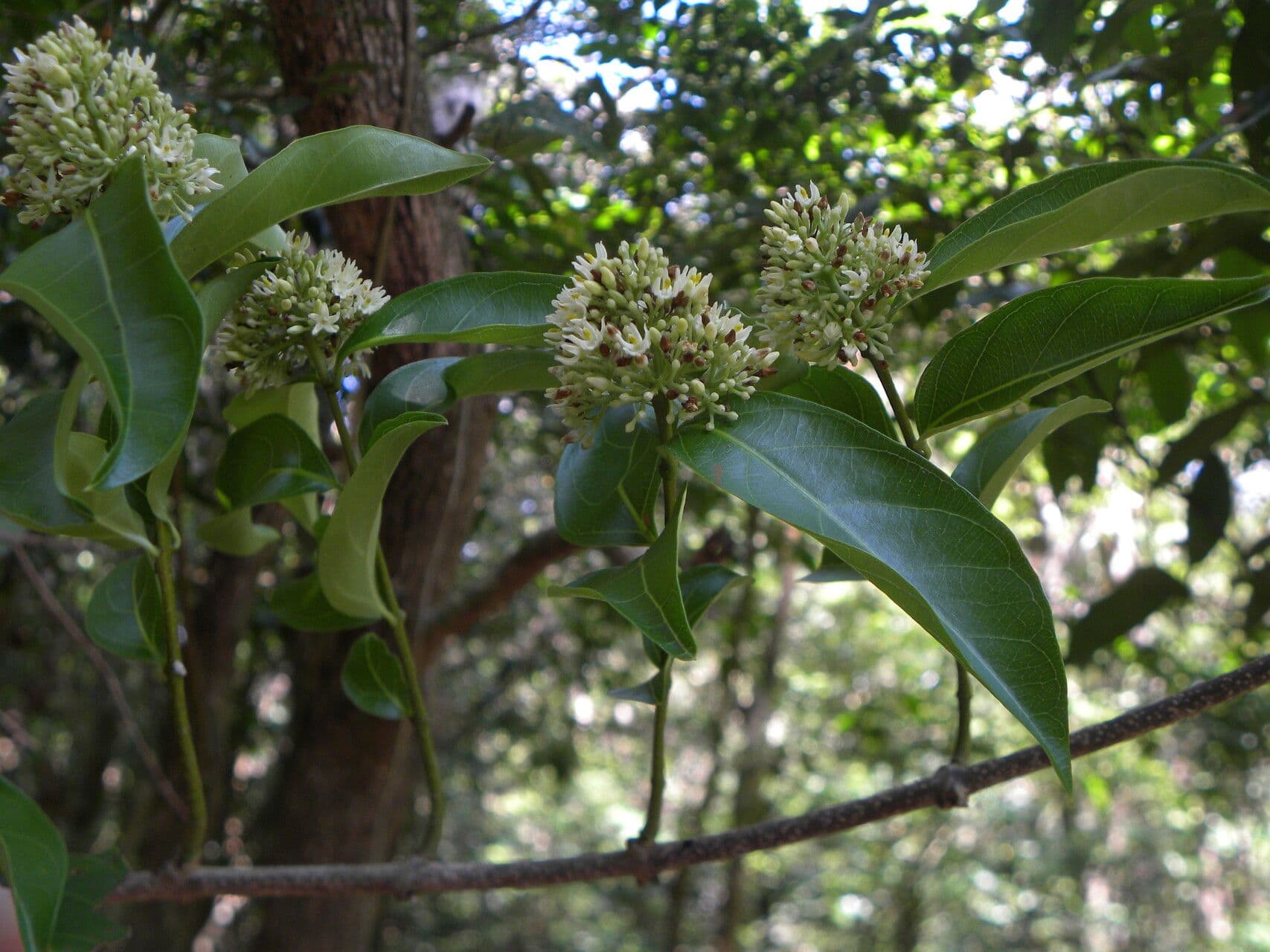 Forsteronia 4