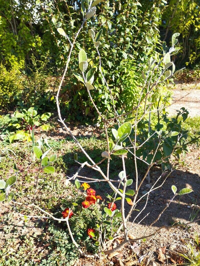Feijoa 13