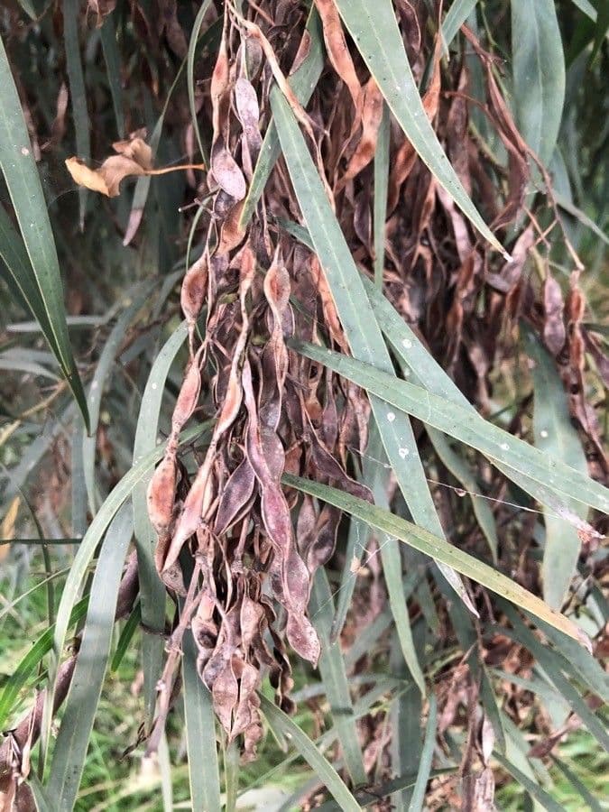 Acacia saligna 5