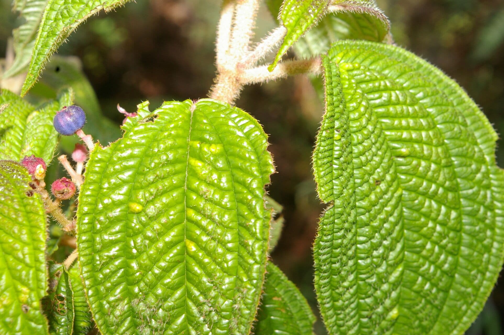 Miconia 7