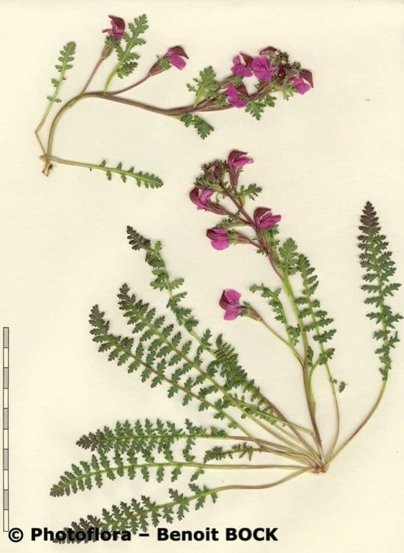 Pedicularis kerneri 21