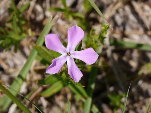Phlox 3
