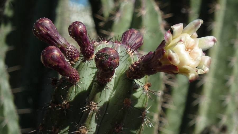 Cactus organo 6