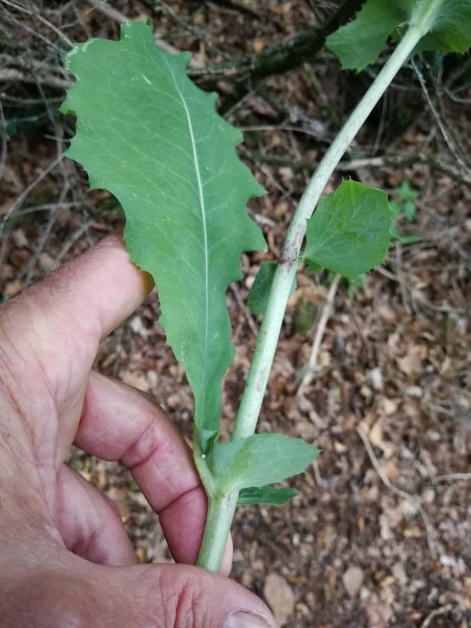 Lechuga amarga 22