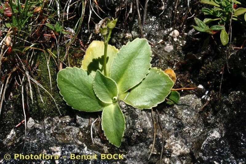 Primula hirsuta 22
