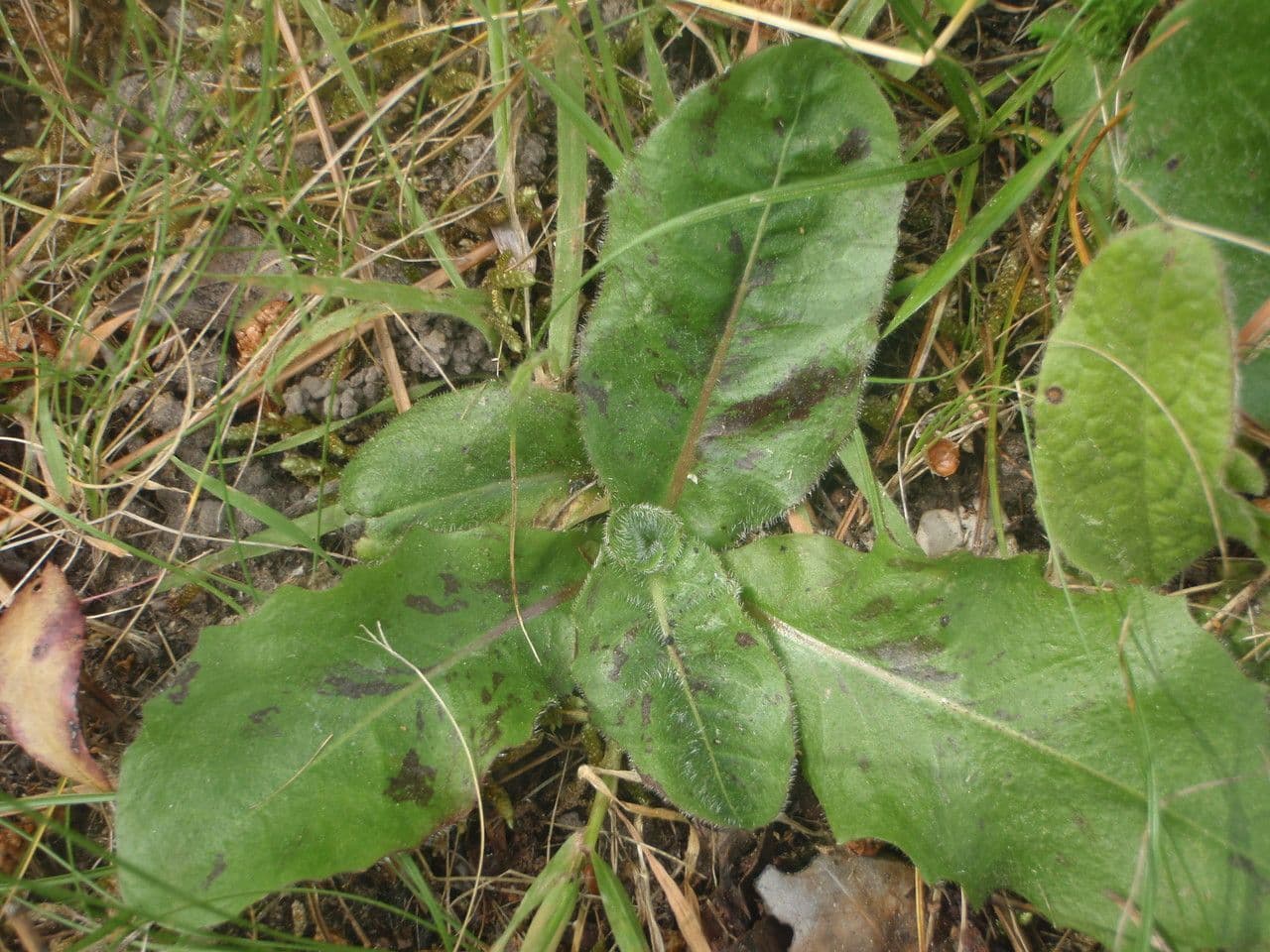 Costolina macchiata 17