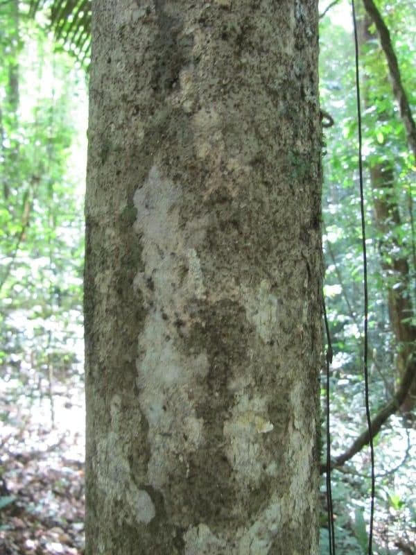 Casearia pitumba 7