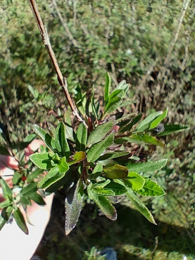 Lobelia 12