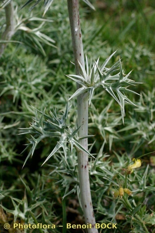 Eryngium glaciale 14