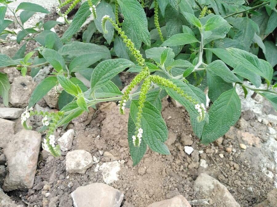 Eliciotropio angiospermo 17