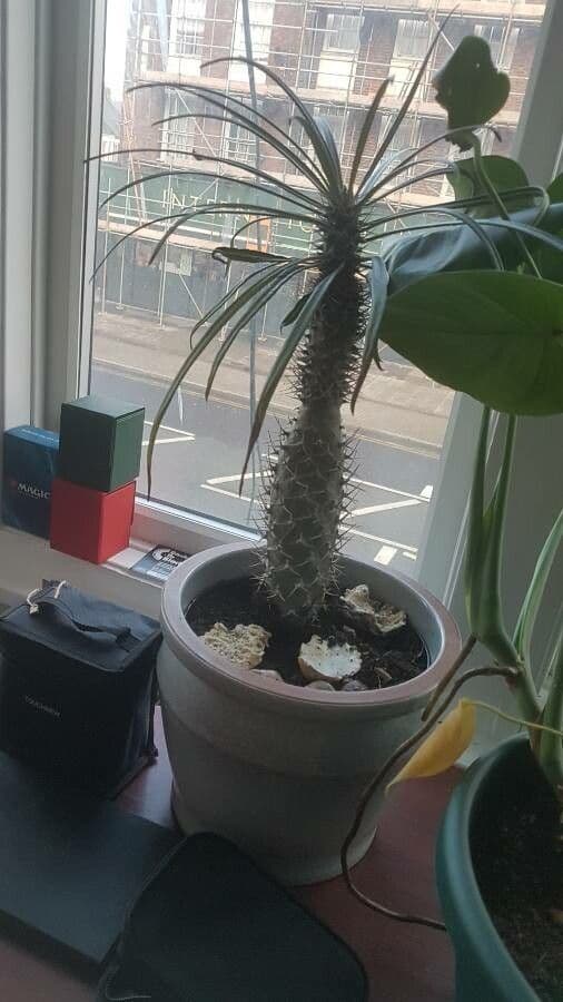 Madagaskar-Palme 14