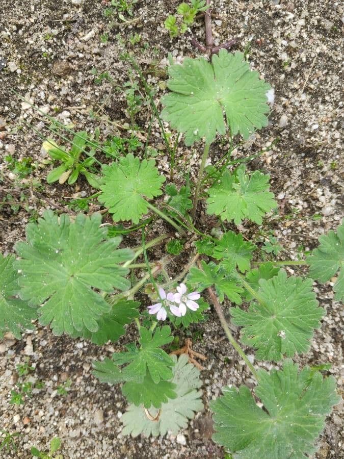 Géranium fluet 16