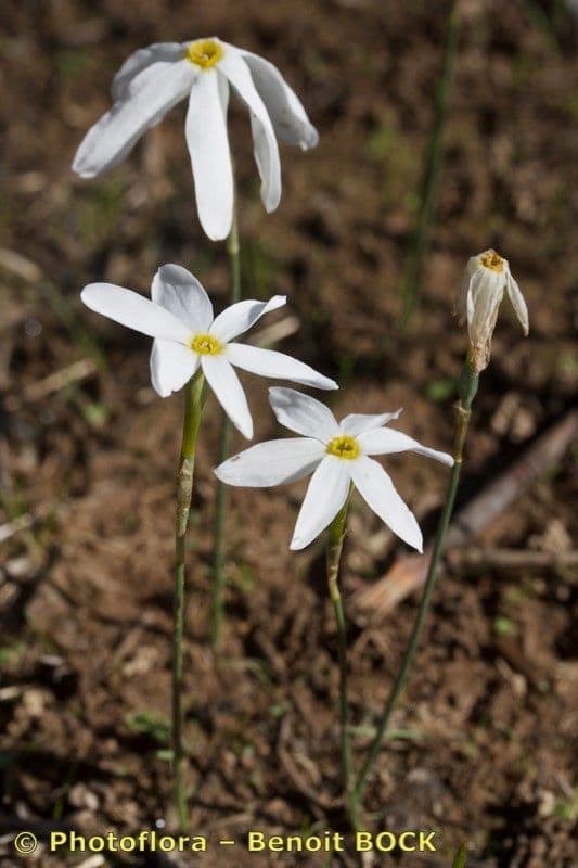 Narcisse d'automne 8