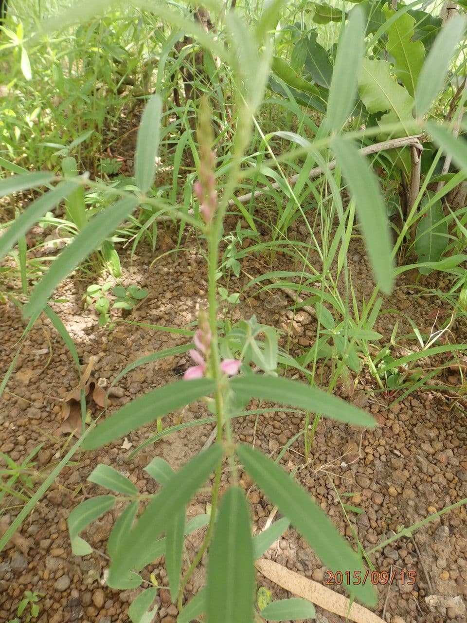 Tephrosia bracteolada 2