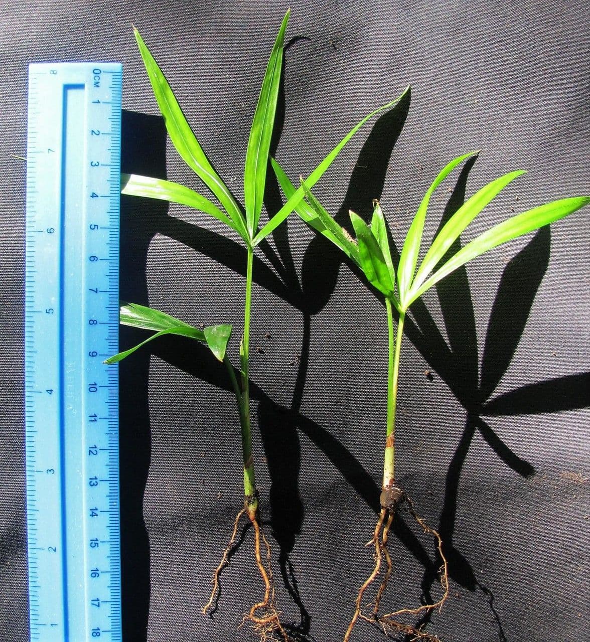 Neonicholsonia 7