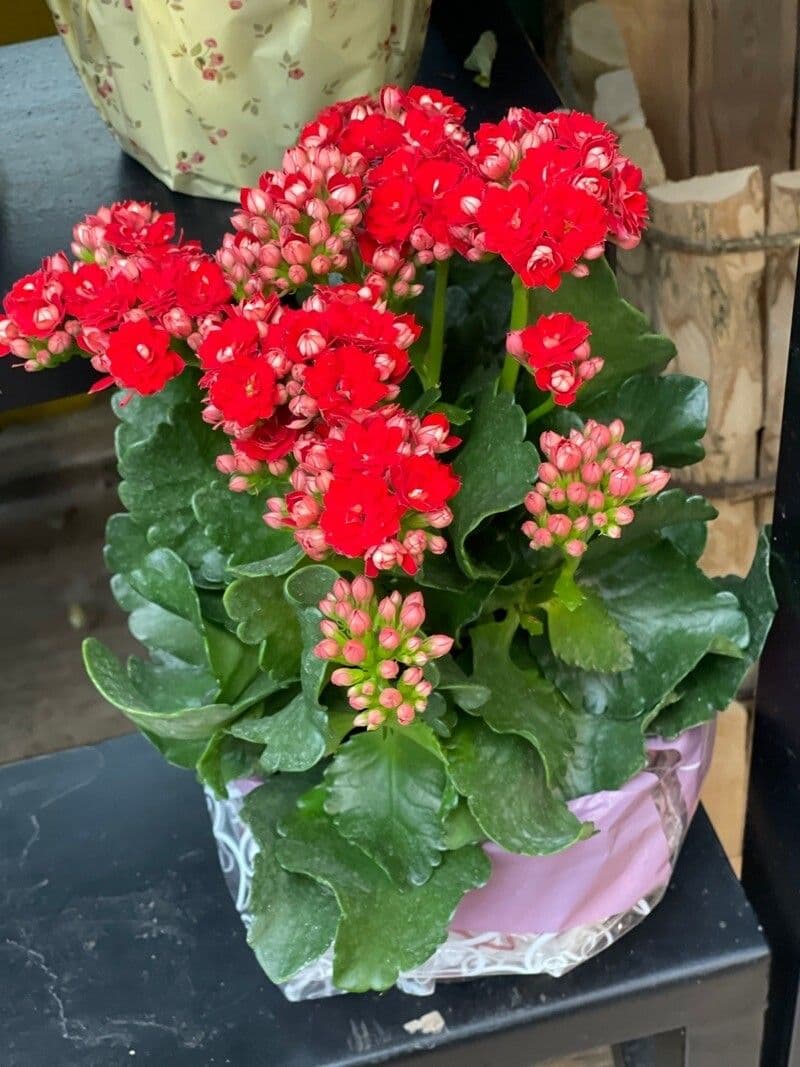 Kalanchoe 9
