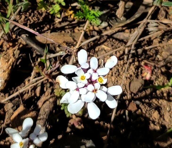 Iberis pectinada 3