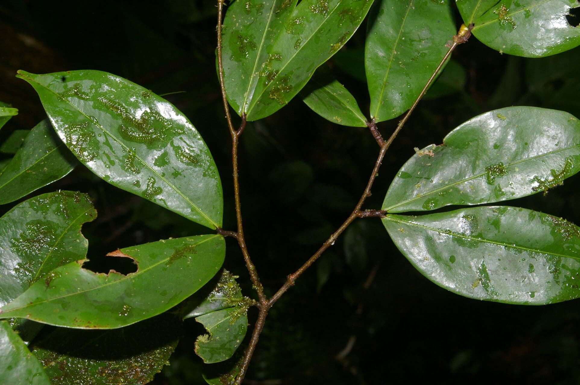 Cynometra 2