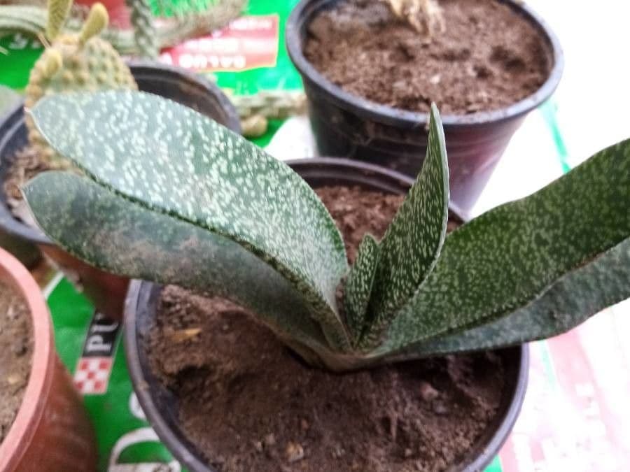 Gasteria 18
