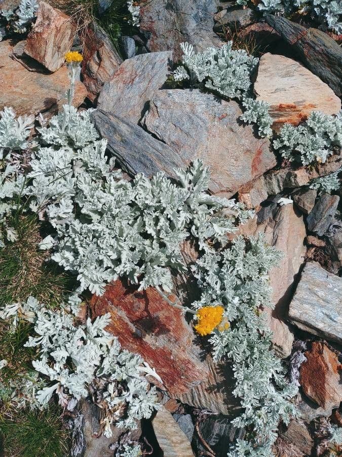 Senecio leucofillo 13