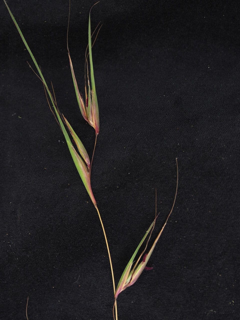 Themeda 5