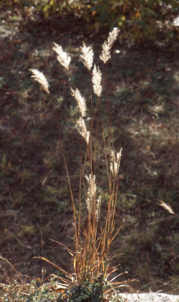 Bothriochloa cukrowa 3