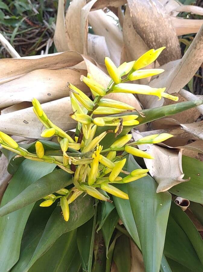 Vriesea 3