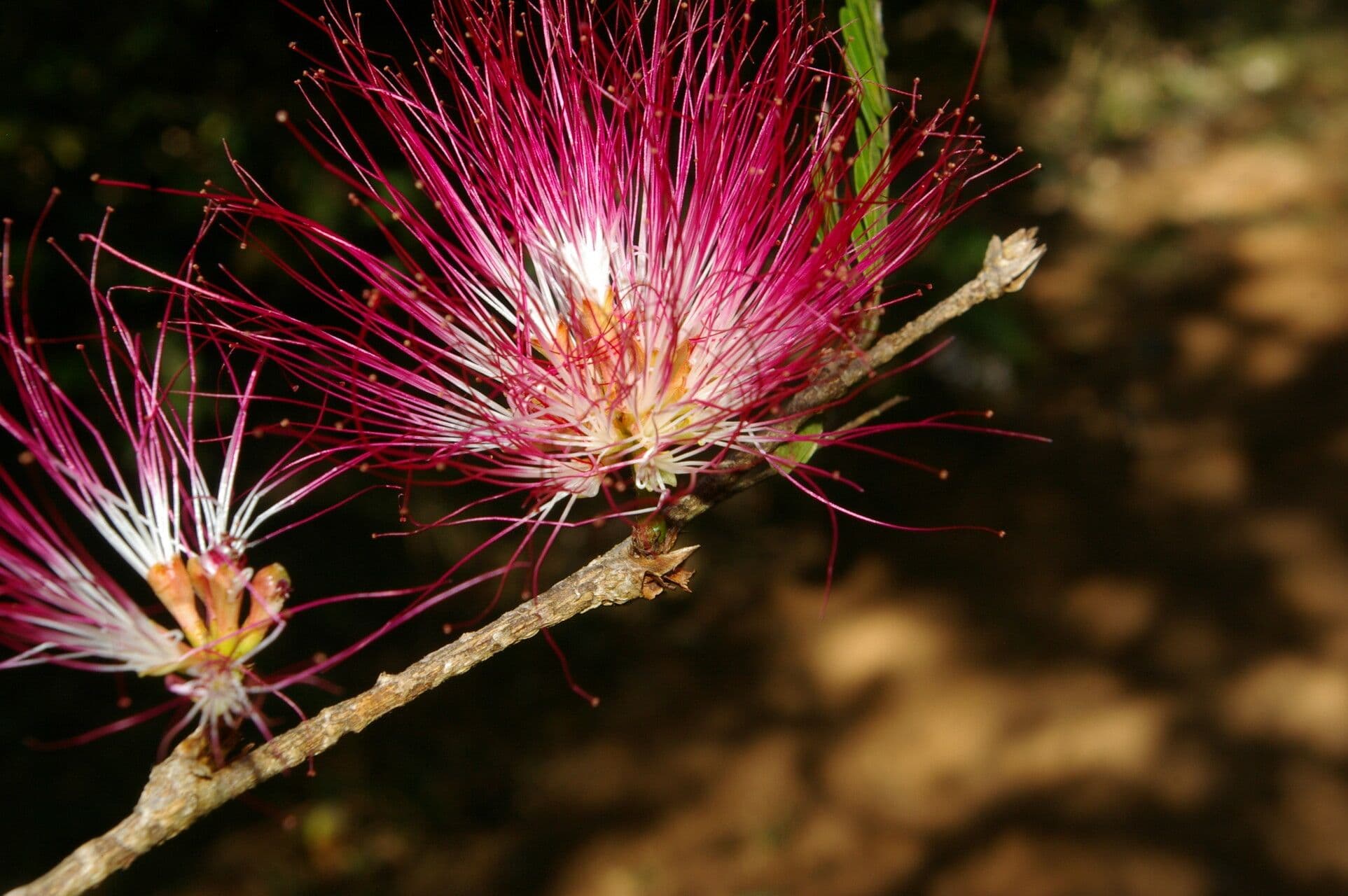 Calliandra 3
