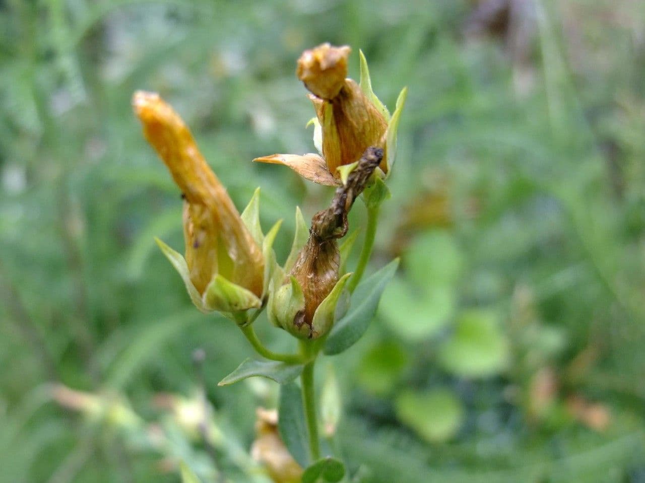 Millepertuis fragile 3