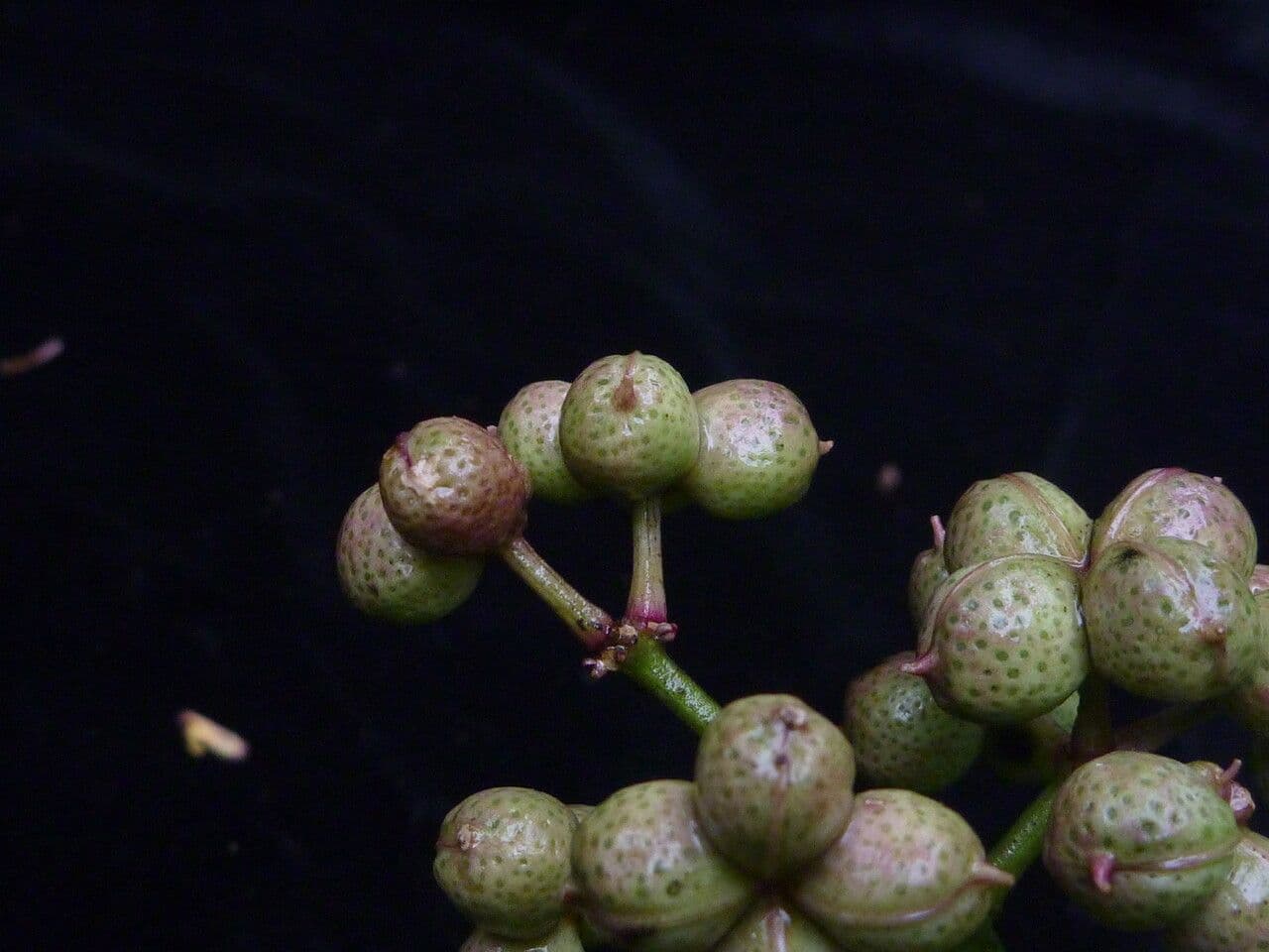 Zanthoxylum 2