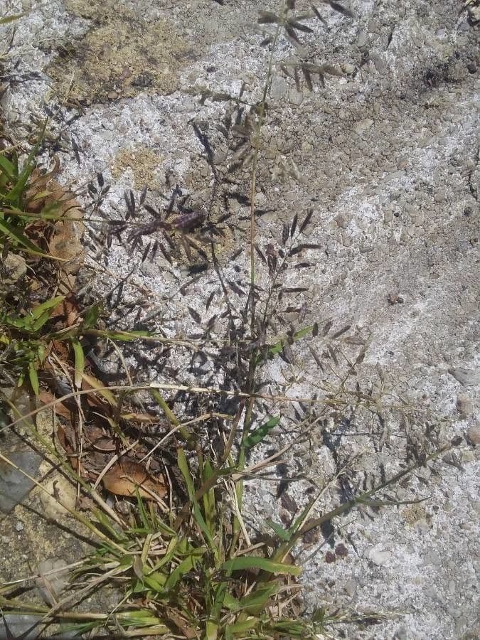 Fienarola minore 6