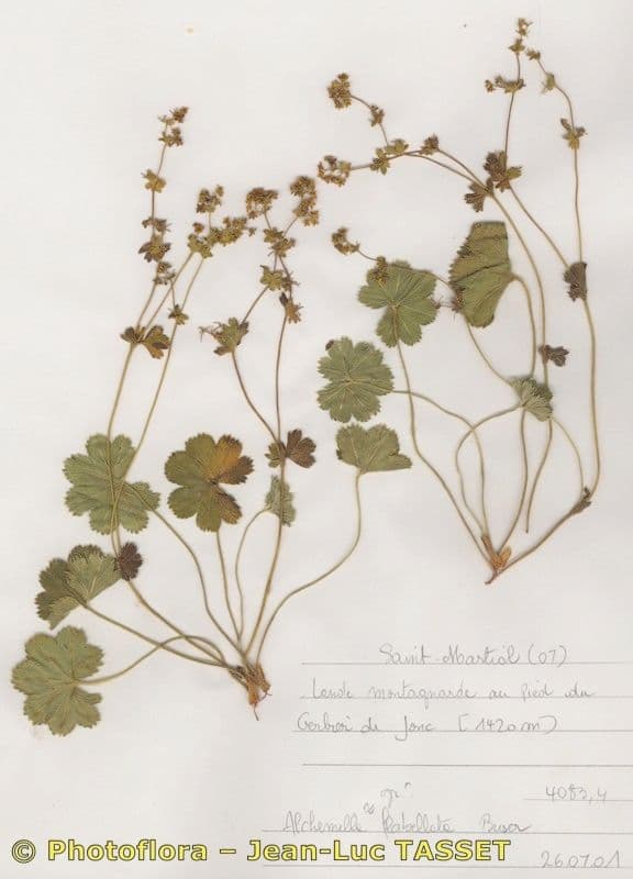 Alchemilla flabellata 9