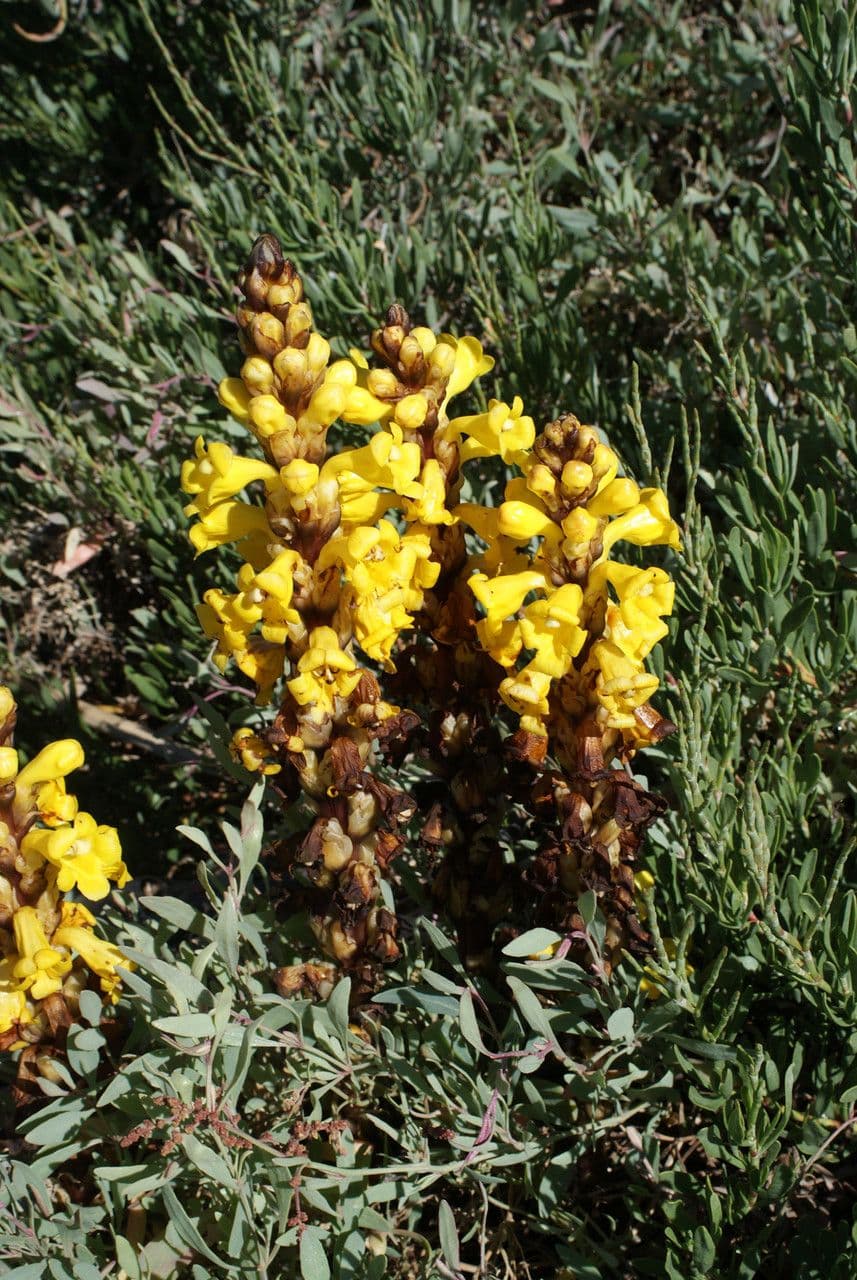 Cistanche 11