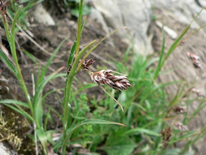 Junco pediforme 5