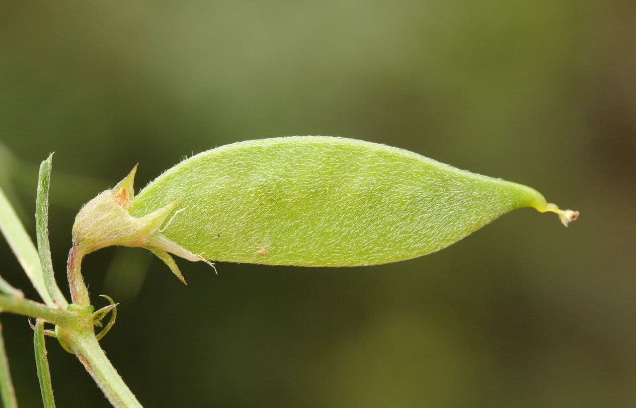 Vesce pèlerine 3