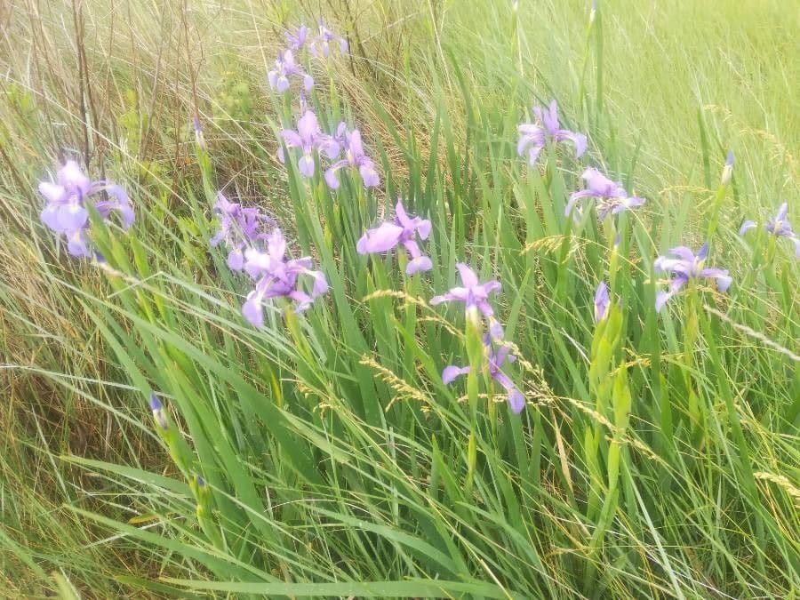 Iris versicolor 6