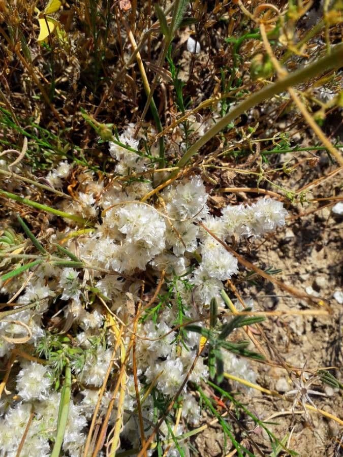 Paronychia capitata 4