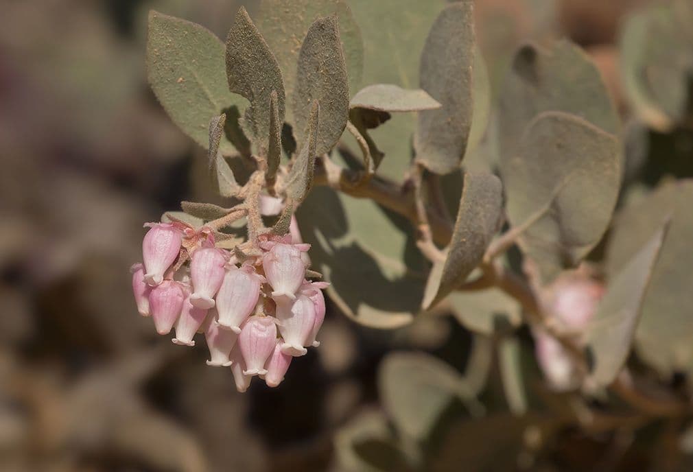 Arctostaphylos 10