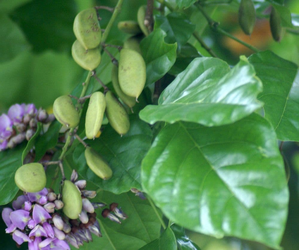 Pongamia 28