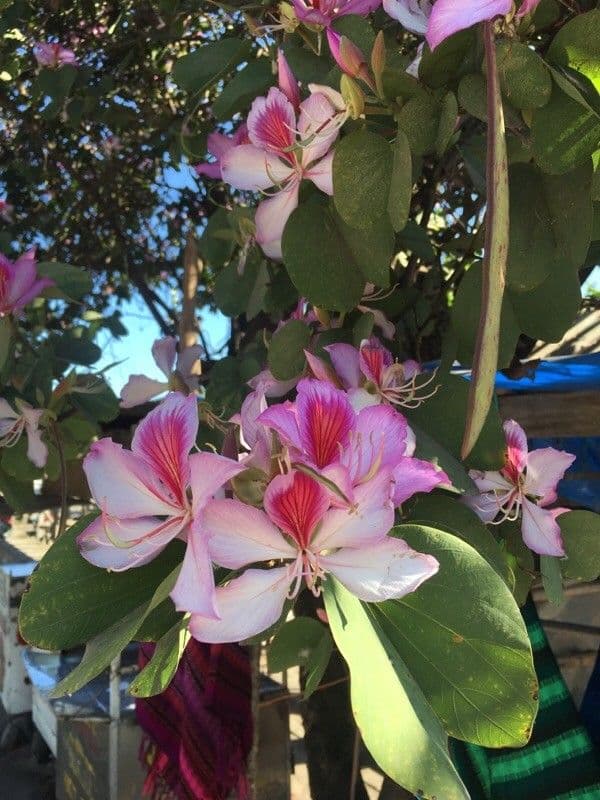 Bauhinia variegata 7