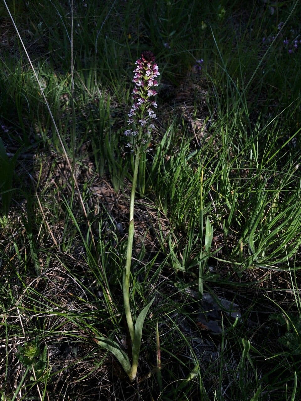 Orchide bruciacchiata 11