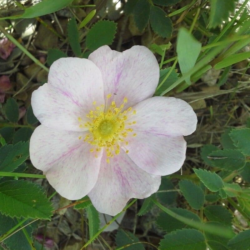 Prärie-Rose 9