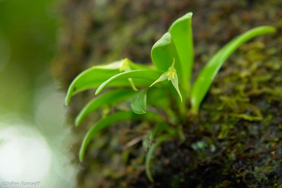 Bulbophyllum 9