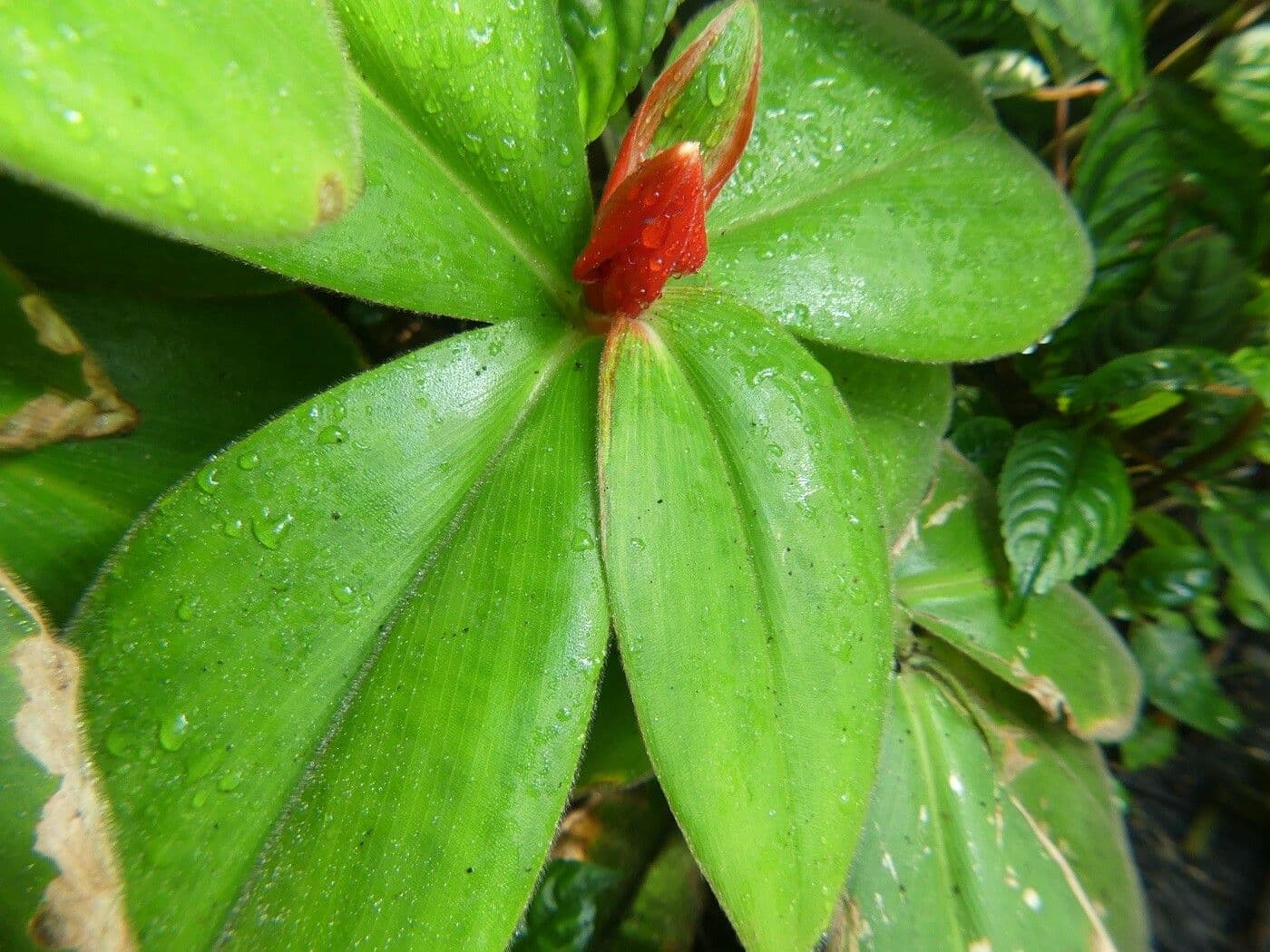 Costus 8