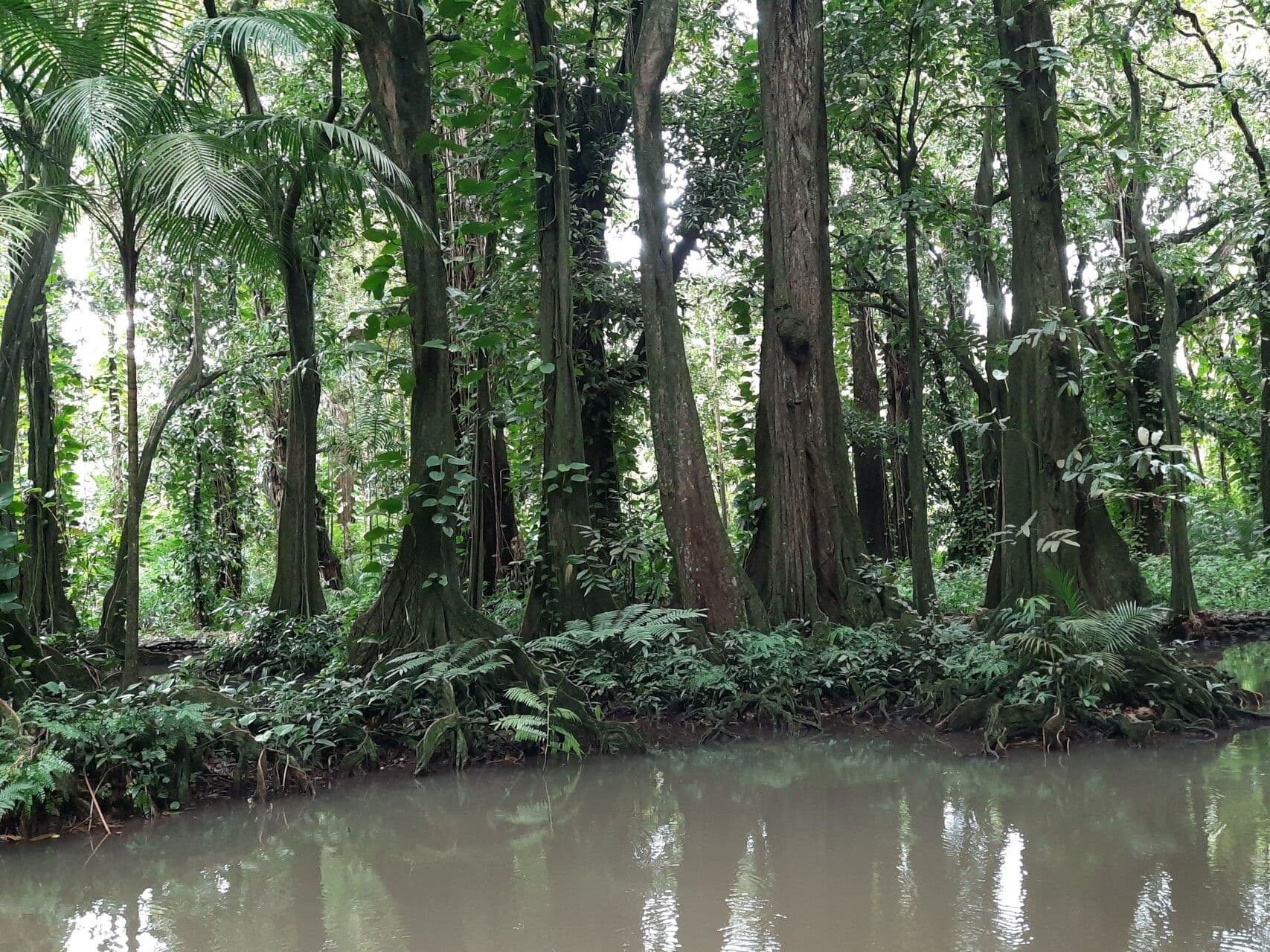 Inocarpus 5